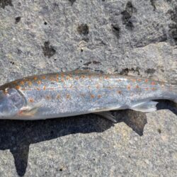 ウキ釣りで数稼ぎ